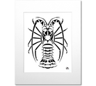 Spiny Lobster Art Print - White Mat